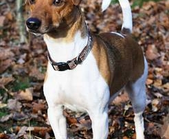 rocco